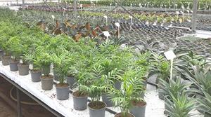 peat-free houseplants